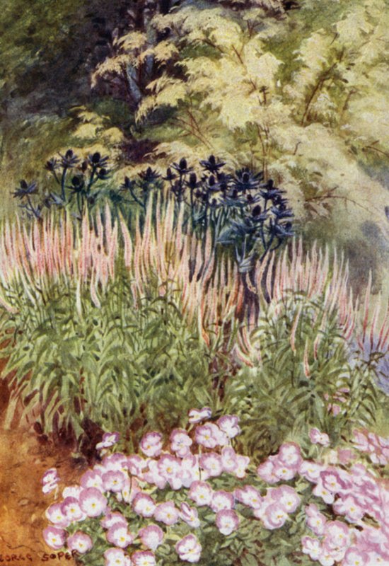 Veronica spicata rosea, Eryngiums ve Violas ile (renkli taş) by George Soper