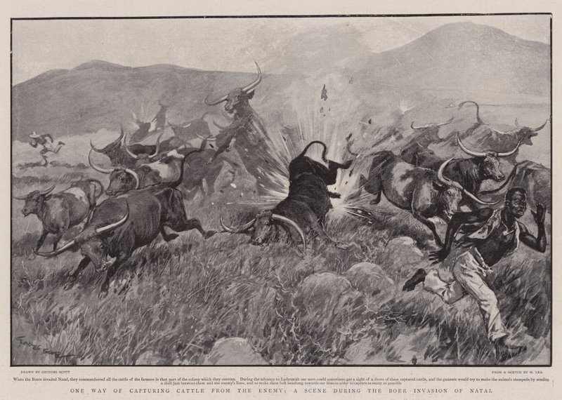 Sığırları Düşmandan Yakalamanın Bir Yolu, Boer Natal İstilası Sırasında Bir Sahne by Georges Bertin Scott