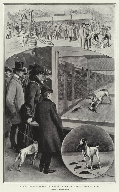 Paris'te Sevilen Bir Spor, Fare Öldürme Yarışması by Georges Bertin Scott