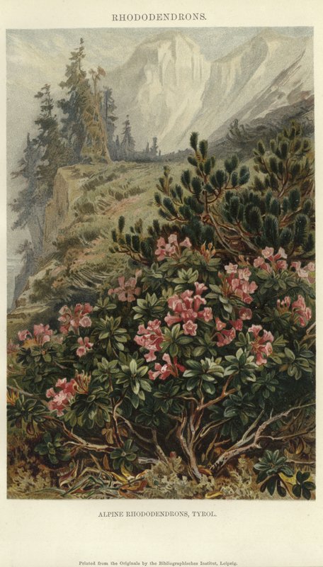 Alp orman gülleri by German School