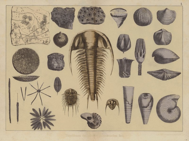 Erken Paleozoyik Çağın hayvanları (renkli taş) by German School