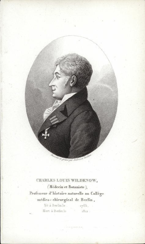 Charles Louis Wildenow by German School