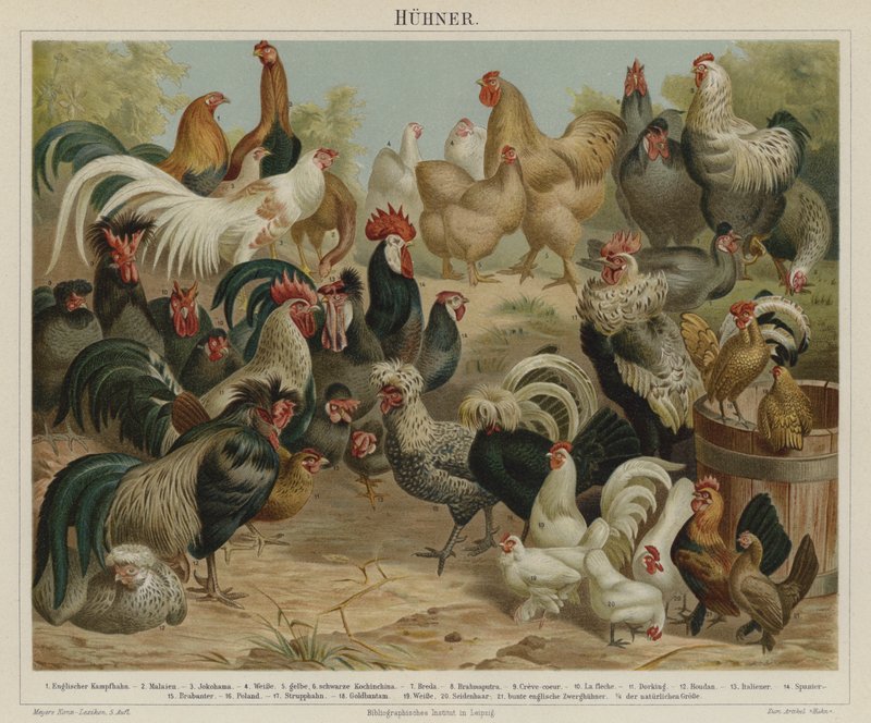 tavuklar by German School