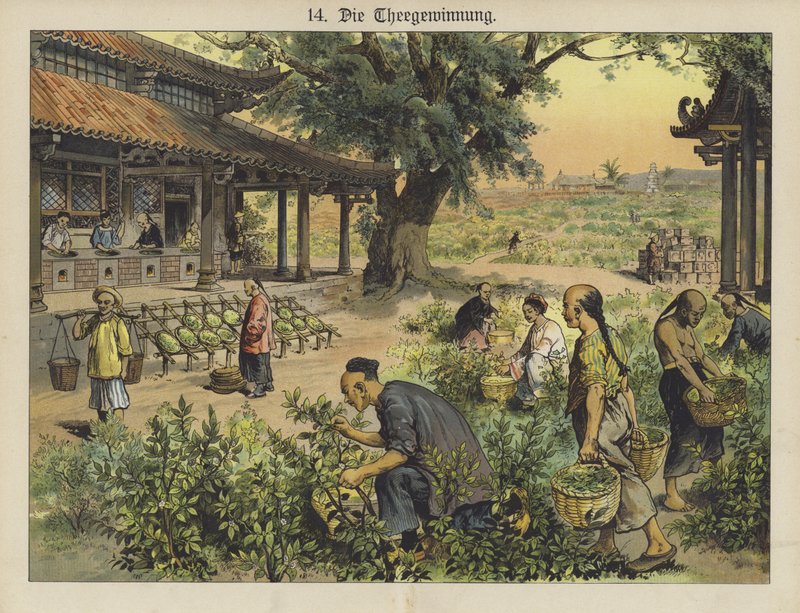 Çin çay plantasyonu (renkli lito) by German School
