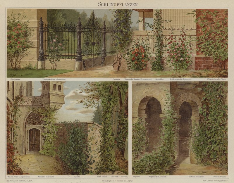 Sürünen ve tırmanan bitkiler by German School