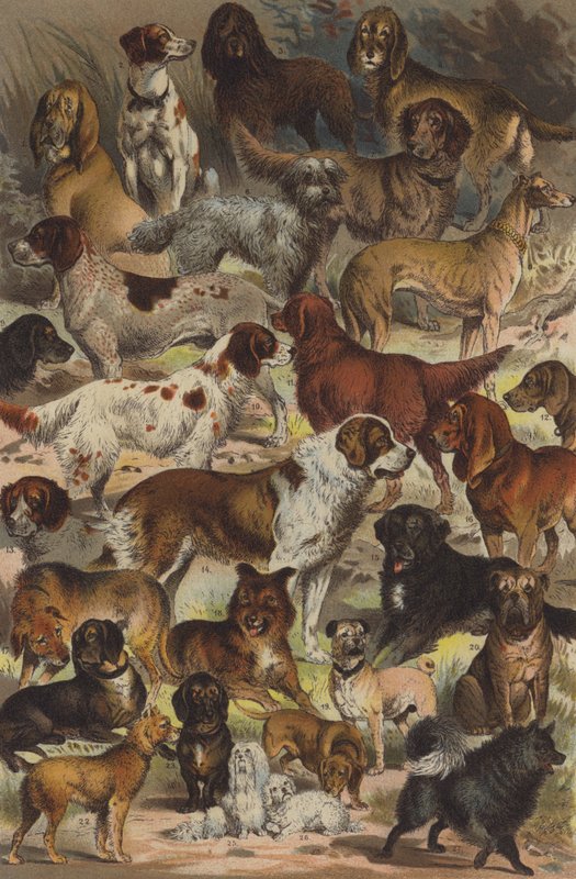 Köpek ırkları by German School