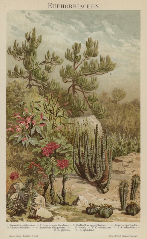 Euphorbias (renkli taş) by German School