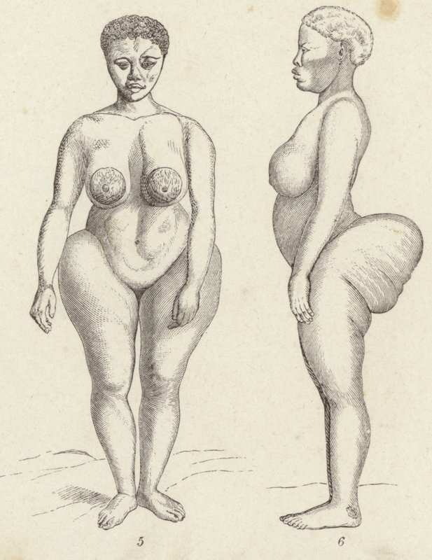 Hottentot Venüs (gravür) by German School