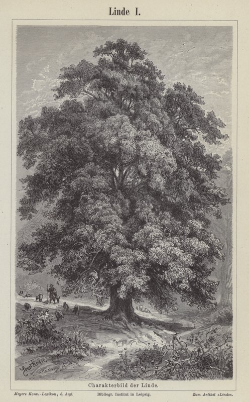 Ihlamur ağacı (gravür) by German School