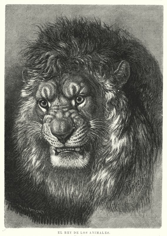 Aslan: hayvanların kralı (lito) by German School