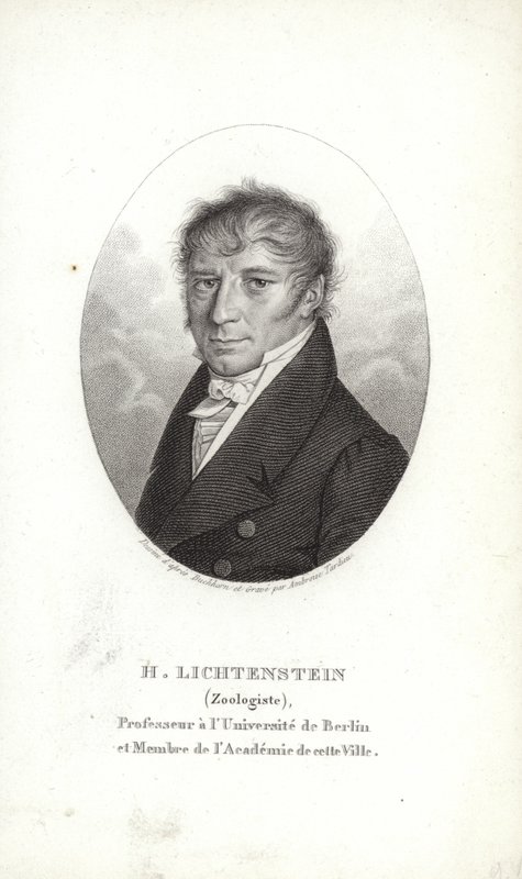 Martin Lihtenştayn by German School
