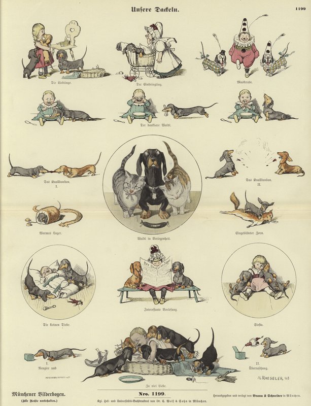 Dachshund