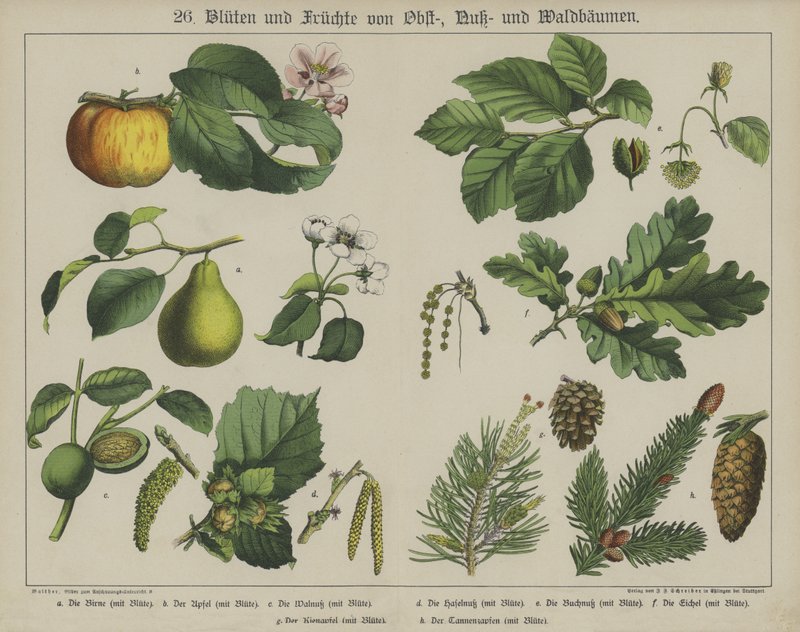Bitkiler (renkli taş) by German School