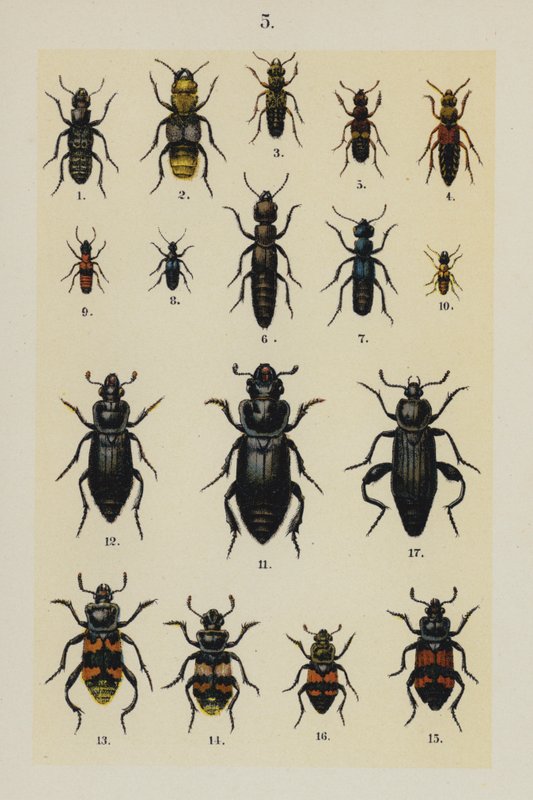 Genç Böcek Koleksiyoncusunun El Kitabından Plaka (chromolitho) by German School