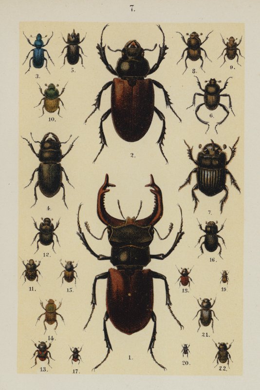 Genç Böcek Koleksiyoncusunun El Kitabından Plaka (chromolitho) by German School