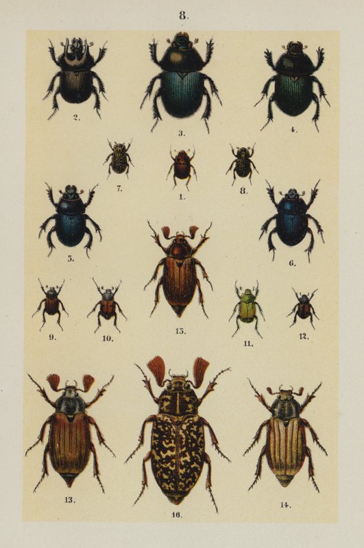 Genç Böcek Koleksiyoncusunun El Kitabından Plaka (chromolitho) by German School