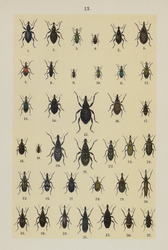 Genç Böcek Koleksiyoncusunun El Kitabından Plaka (chromolitho) by German School