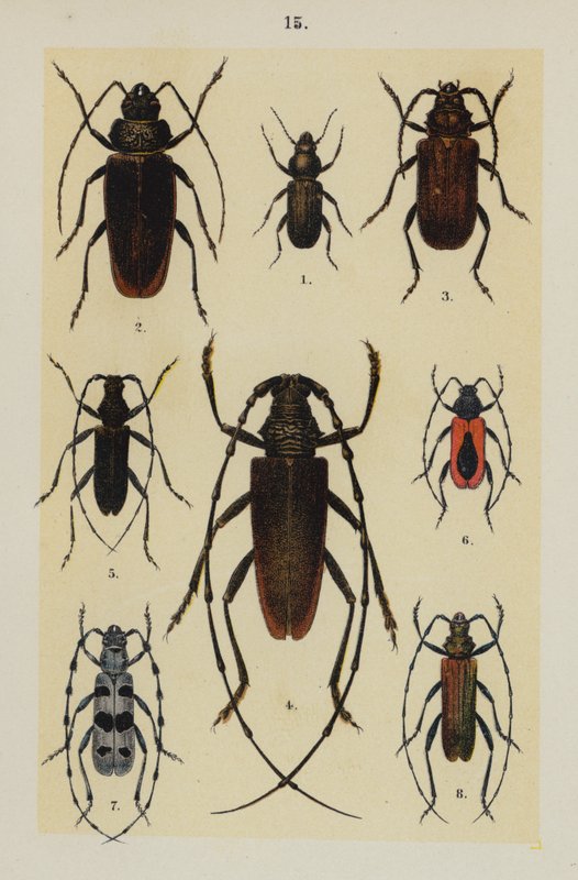Genç Böcek Koleksiyoncusunun El Kitabından Plaka (chromolitho) by German School