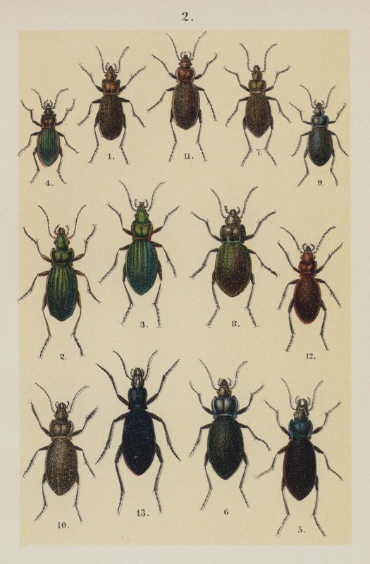 Genç Böcek Koleksiyoncusunun El Kitabından Plaka (chromolitho) by German School