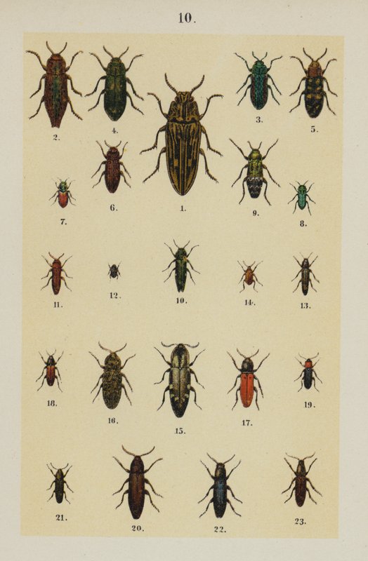 Genç Böcek Koleksiyoncusunun El Kitabından Plaka (chromolitho) by German School