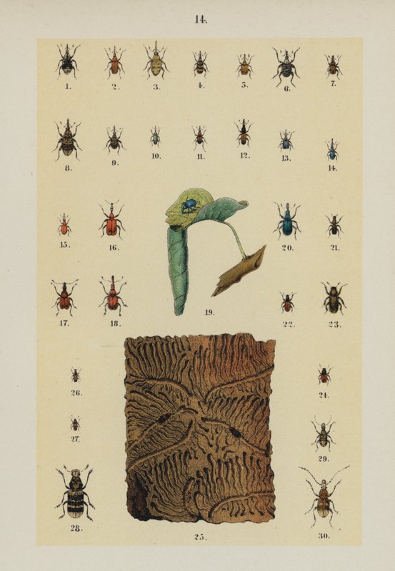 Genç Böcek Koleksiyoncusunun El Kitabından Plaka (chromolitho) by German School