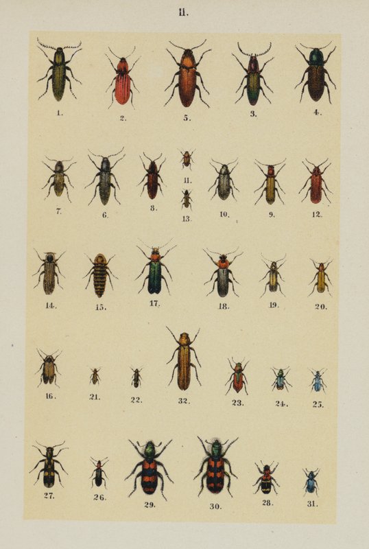 Genç Böcek Koleksiyoncusunun El Kitabından Plaka (chromolitho) by German School