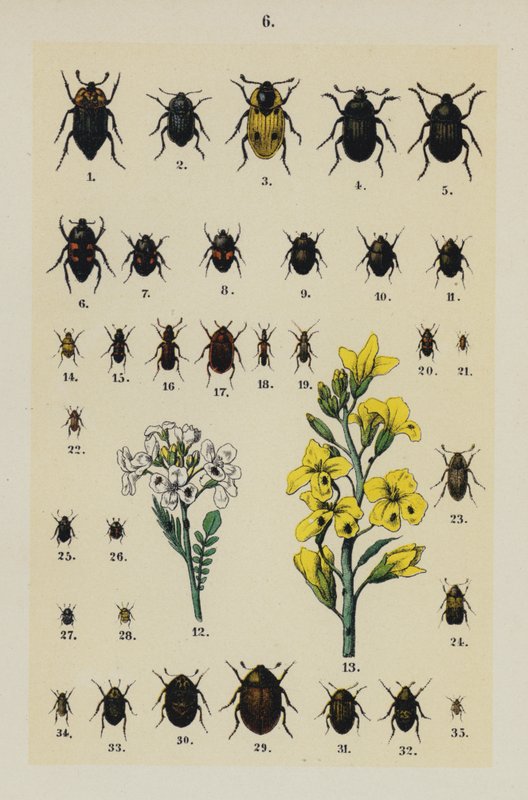 Genç Böcek Koleksiyoncusunun El Kitabından Plaka (chromolitho) by German School