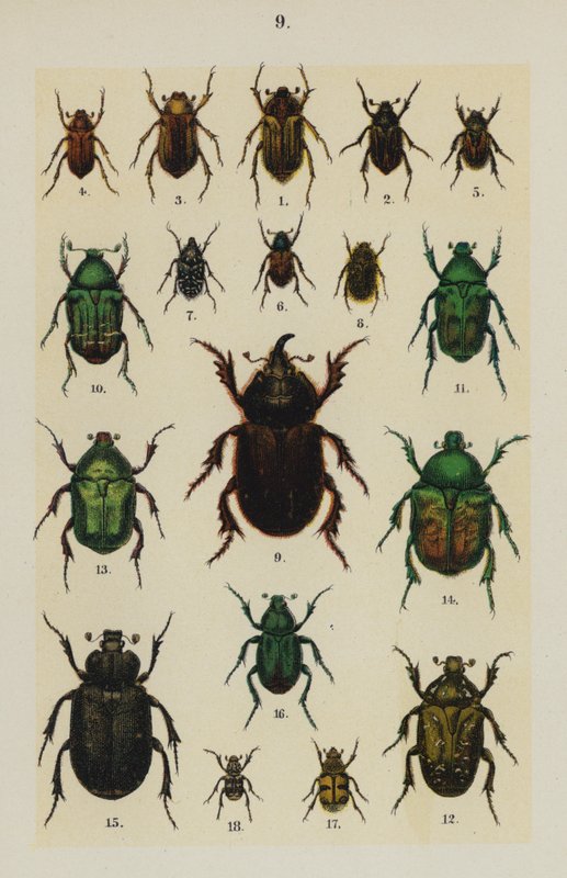 Genç Böcek Koleksiyoncusunun El Kitabından Plaka (chromolitho) by German School