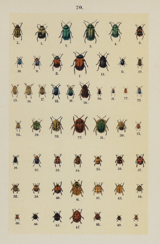 Genç Böcek Koleksiyoncusunun El Kitabından Plaka (chromolitho) by German School