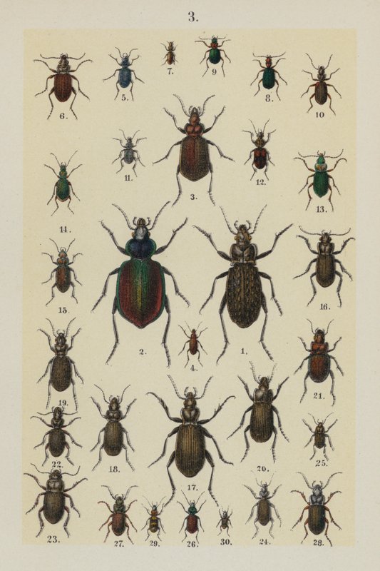 Genç Böcek Koleksiyoncusunun El Kitabından Plaka (chromolitho) by German School