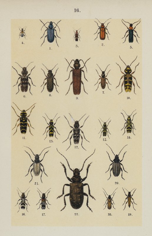Genç Böcek Koleksiyoncusunun El Kitabından Plaka (chromolitho) by German School