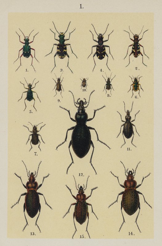 Genç Böcek Koleksiyoncusunun El Kitabından Plaka (chromolitho) by German School
