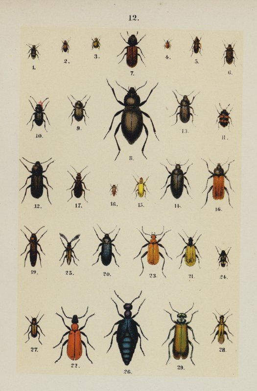 Genç Böcek Koleksiyoncusunun El Kitabından Plaka (chromolitho) by German School