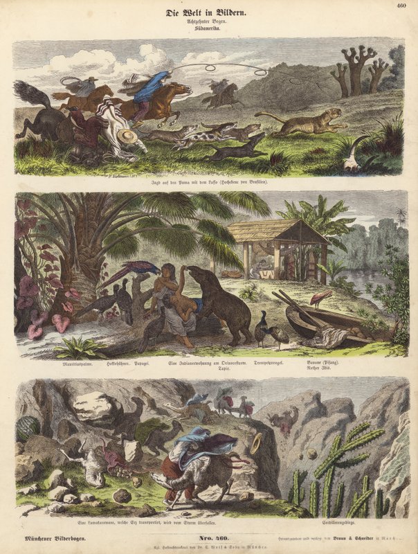 Güney Amerika (renkli gravür) by German School