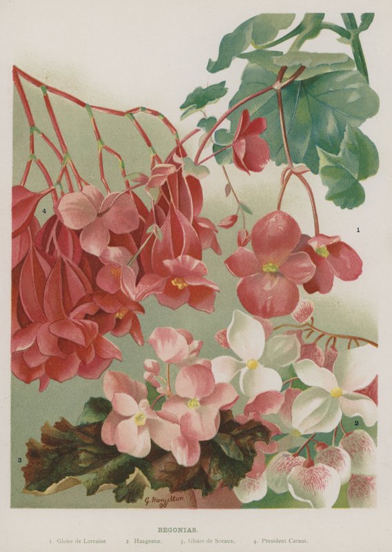 Begonias  by Gertrude Hamilton