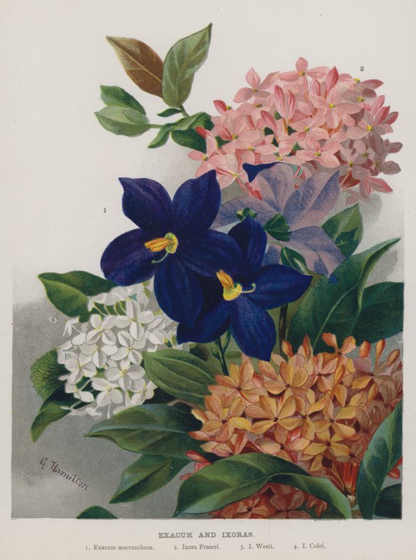 Exacum and Ixoras  by Gertrude Hamilton