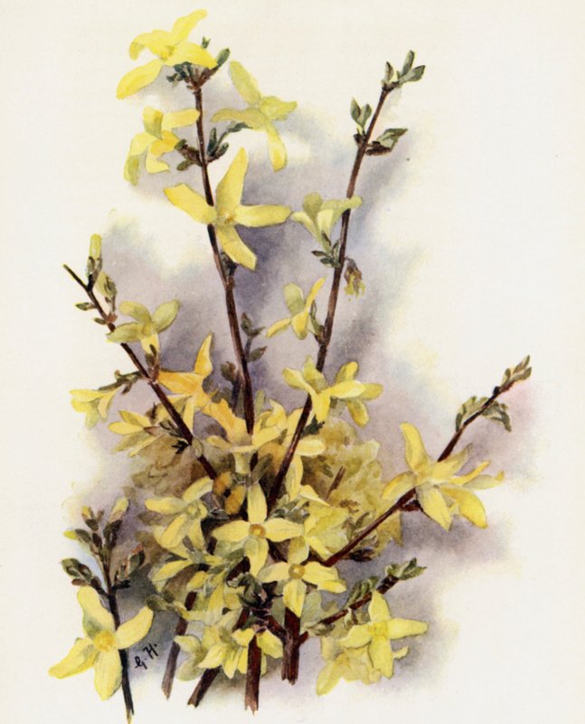 Andromeda Beautiful v Cassinefolia by Gertrude Hamilton
