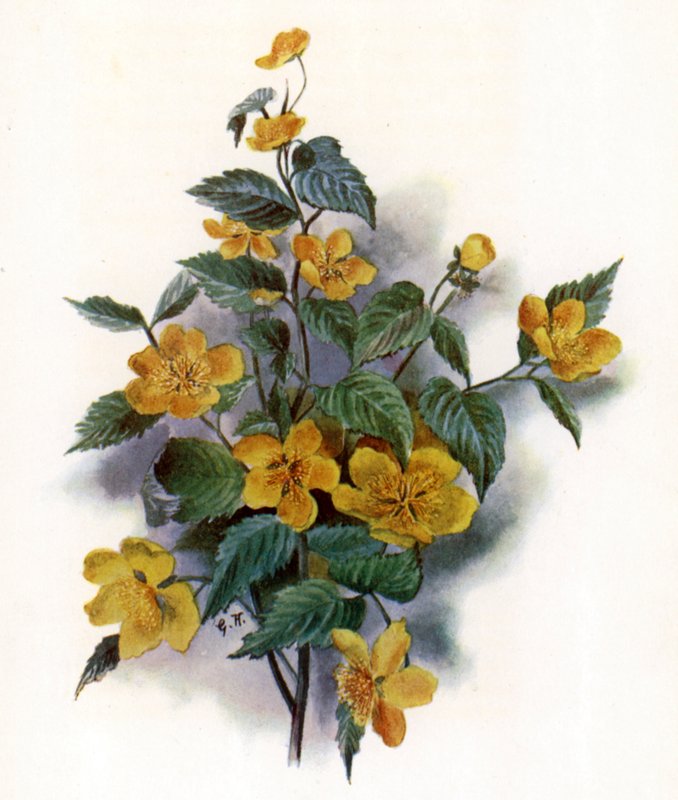 Kerria Japonica  by Gertrude Hamilton