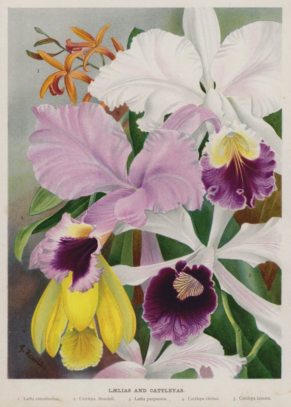 Laelias ve Cattleyas by Gertrude Hamilton