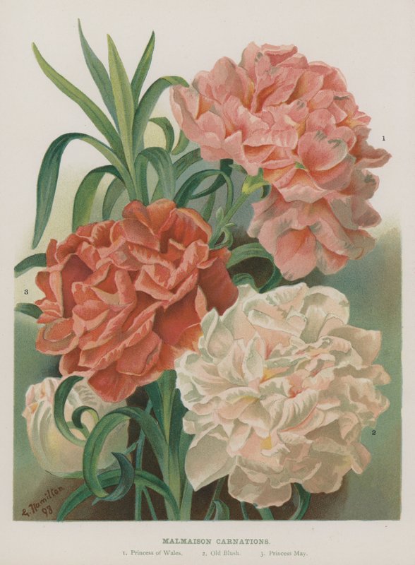 Malmaison Carnations  by Gertrude Hamilton