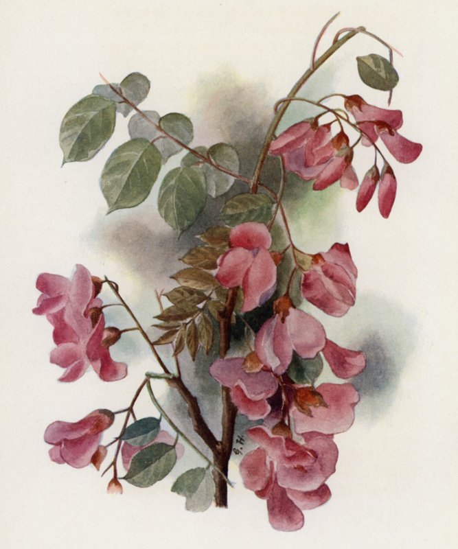 Robinia Hispida  by Gertrude Hamilton