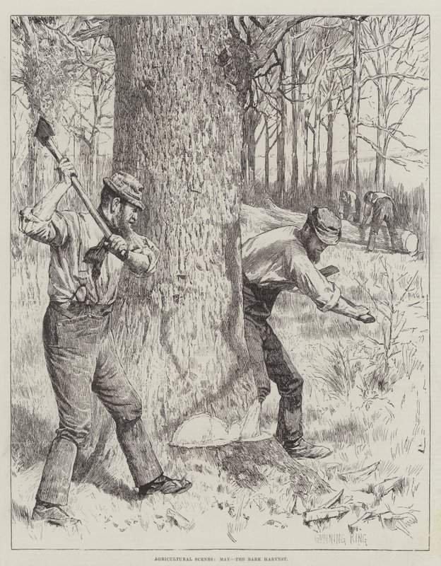 Tarım Manzaraları, Mayıs, Kabuk Hasadı by Gunning King