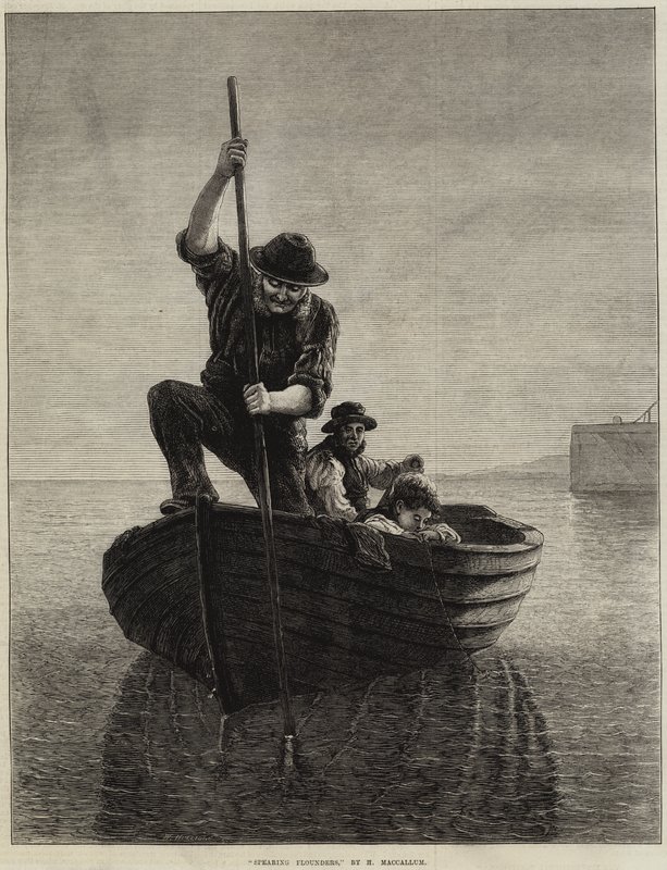 Mızraklı Pisi Balığı by Hamilton Macallum