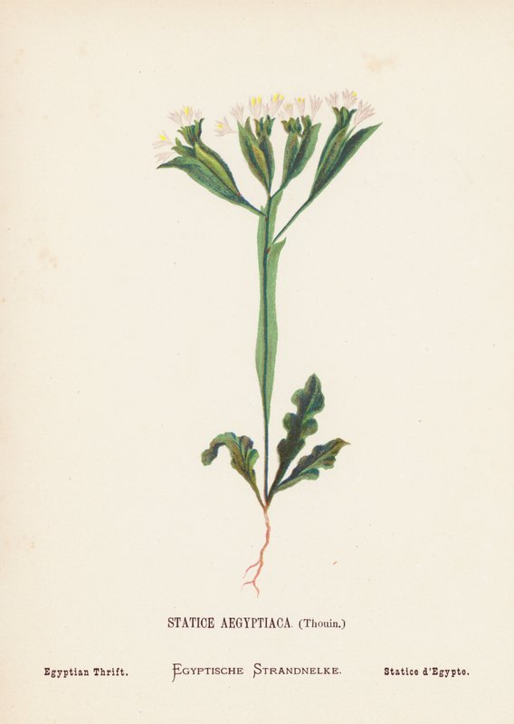 Kutsal Toprakların Yabani Çiçekleri: Statice Aegyptiaca, Thouin; Egyptian Thrift (renkli gravür) by Hannah Zeller