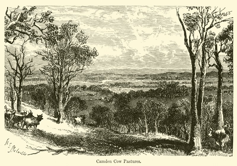 Camden İnek Meraları by Harden Sidney Melville