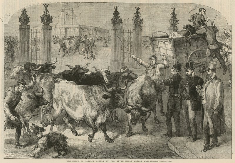 Büyükşehir Sığır Pazarı'nda yabancı sığırların denetimi (gravür) by Harden Sidney (after) Melville