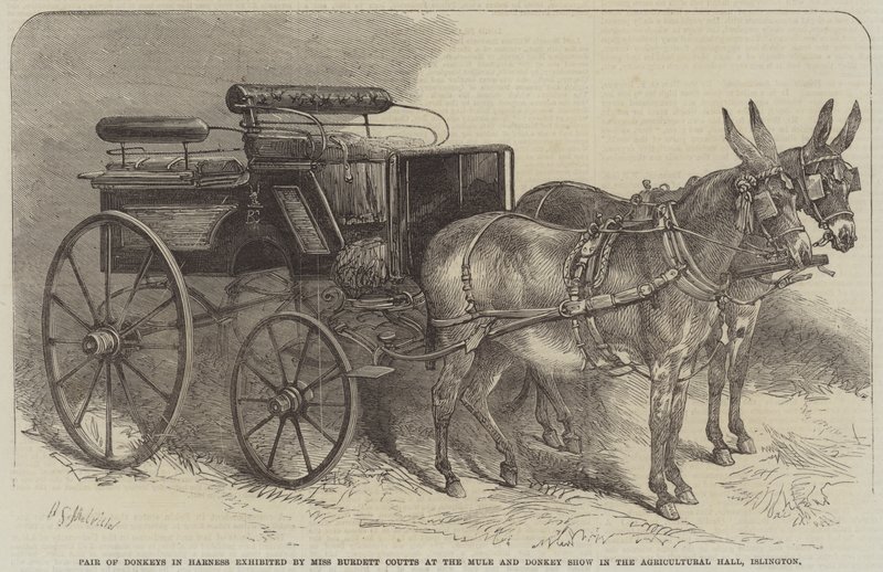 Islington, Tarım Salonundaki Katır ve Eşek Gösterisinde Bayan Burdett Coutts tarafından sergilenen Koşumlu Eşek Çifti by Harden Sidney Melville