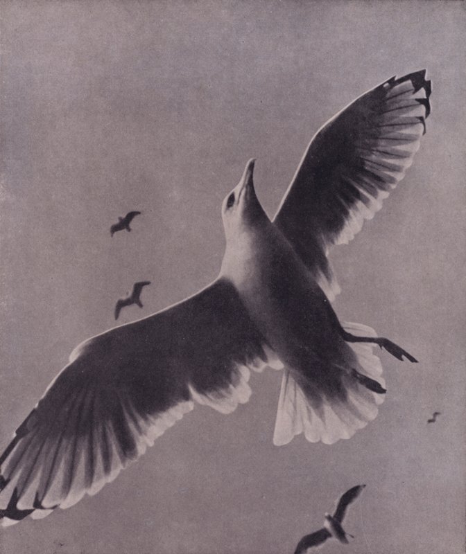 Hızlı ve yüksek, Meredith (s/b fotoğraf) by Harold Burdekin
