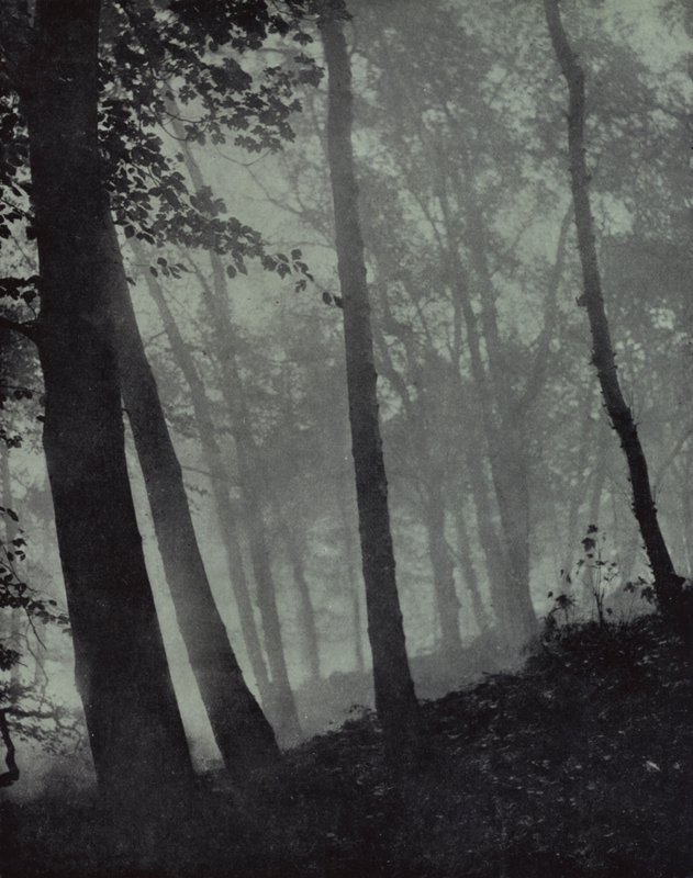 alacakaranlık korularının kemerli yürüyüşleri Ve kahverengi gölgeler… Çamdan veya anıtsal meşeden, Milton (s/b fotoğraf) by Harold Burdekin