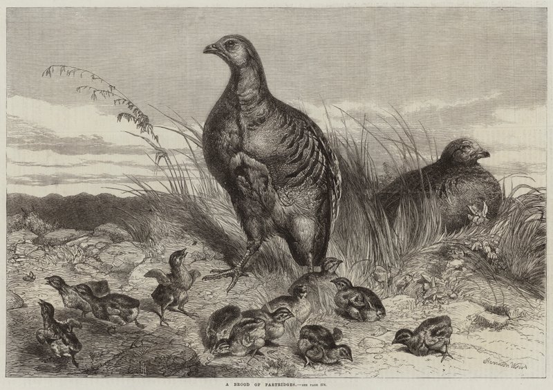 A Brood of Partridges  by Harrison William Weir